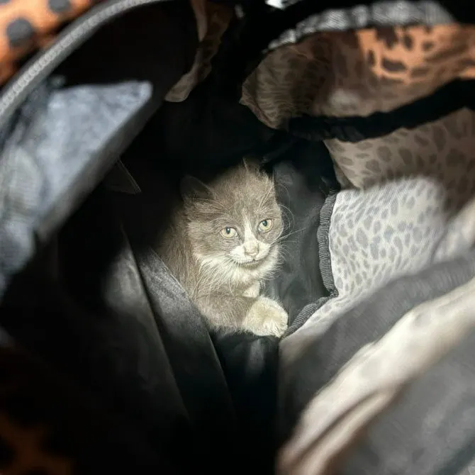 Котёнок застрял под капотом автомобиля; спасение произошло после вызова прохожих и прибытия пожарных.
