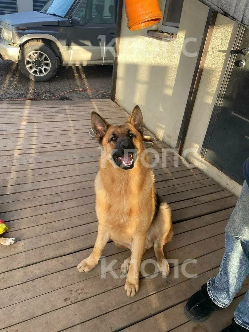 Хозяин подал заявление, проводится проверка причин смерти животного после простой операции.