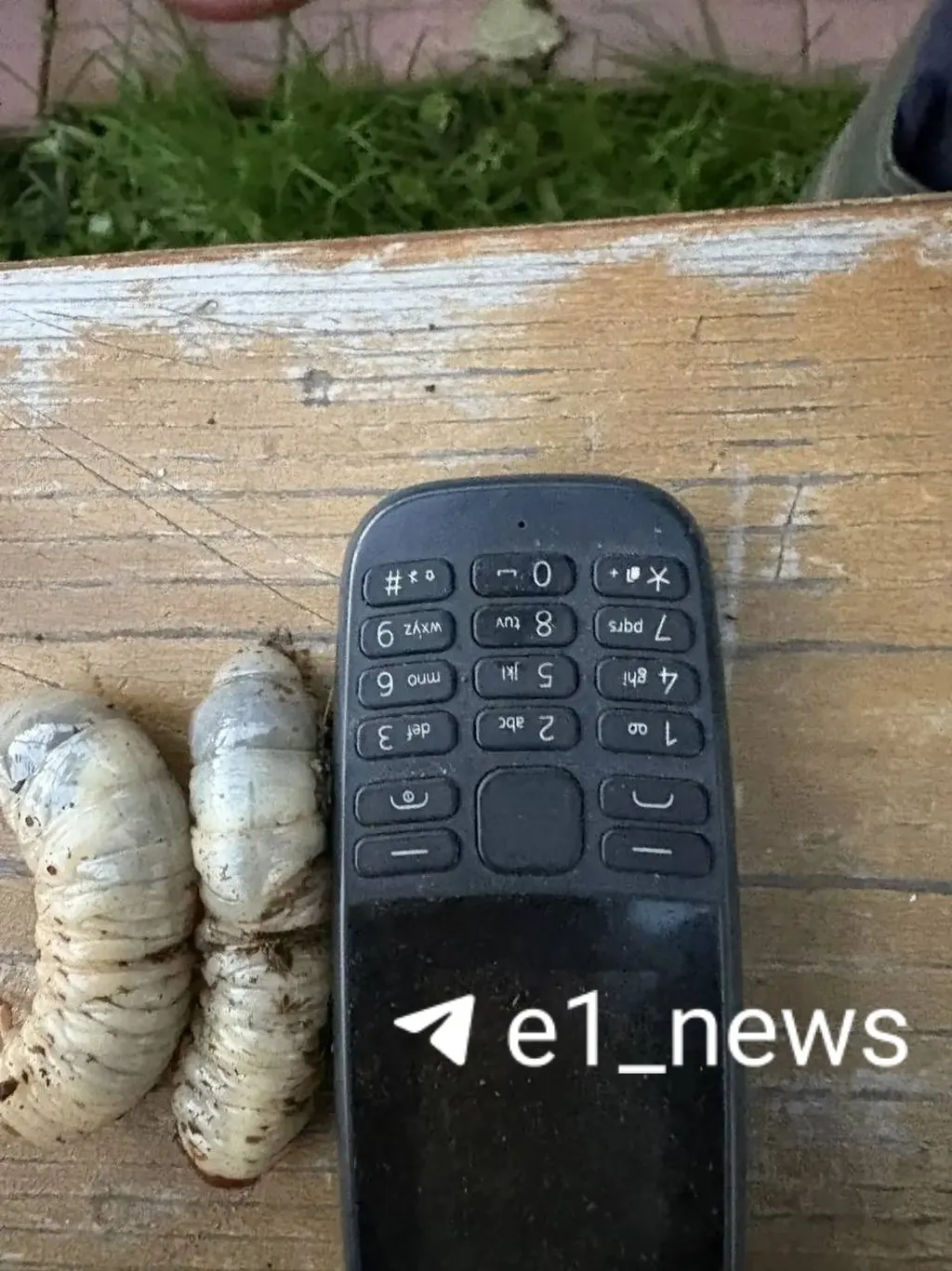 В навозе обнаружены крупные белые личинки длиной до 10 см — вредитель медведка, который повредит корни растений. Хозяева планируют глубокую перекопку и обработку почвы.