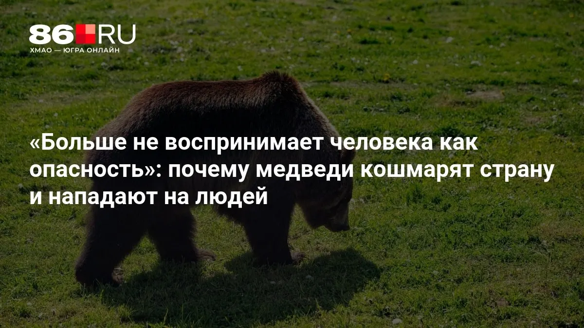 Жители сталкиваются с новыми встречами с дикими животными: звери появляются в городах, растёт тревога за безопасность.