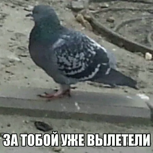 Голуби залетают через дымоход, создавая беспорядок и шум, пока управляющая компания и фонд капремонта не нашли решение.