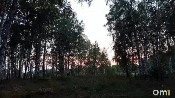 Мужчина в Тарском районе встретил молодого медведя на пути к населённому пункту; зверь исчез в лес. В регионе сообщают о повышенной активности зверей и случаях смертельных нападений.