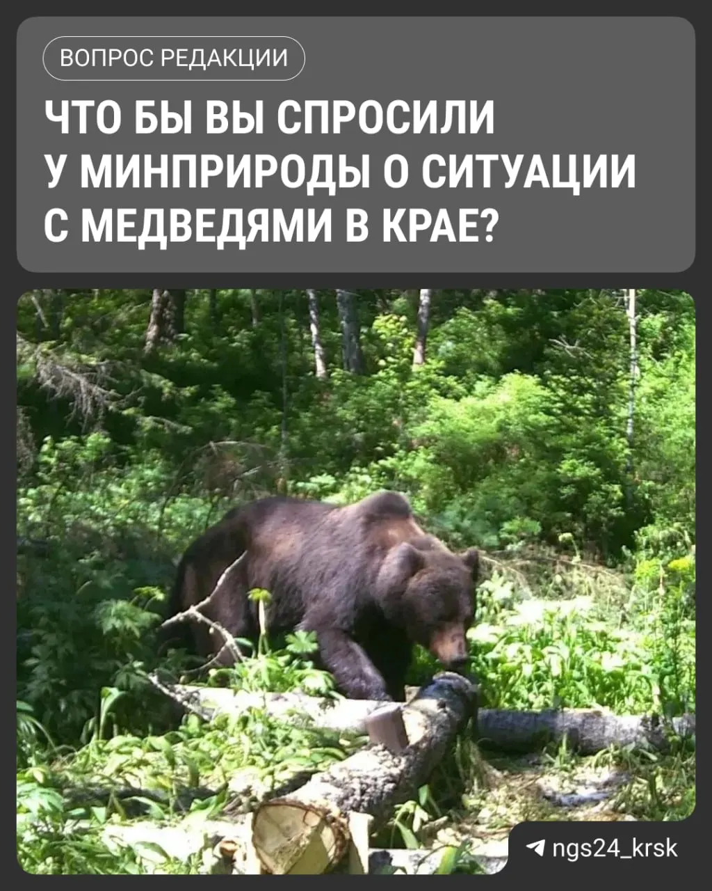 С начала сентября в регионе зафиксировано шесть погибших в связи с выходами медведей; проводится расследование халатности против сотрудников краевого Минприроды и ожидание разъяснений.