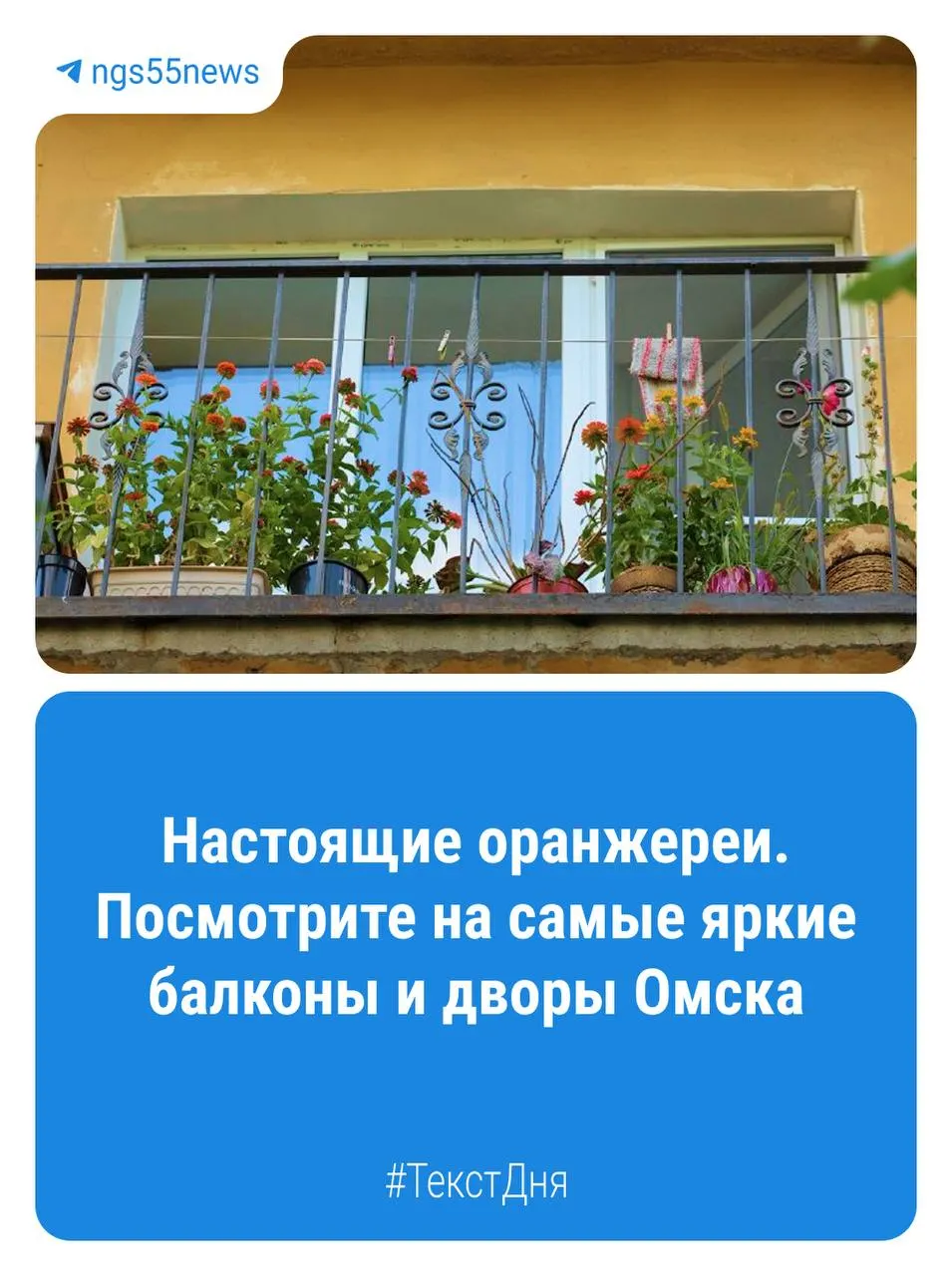 Балконы омских домов превращаются в живые цветочные уголки: петунии, герани и другие растения распускаются на подоконниках, превращая лоджии в цветущую палитру города.