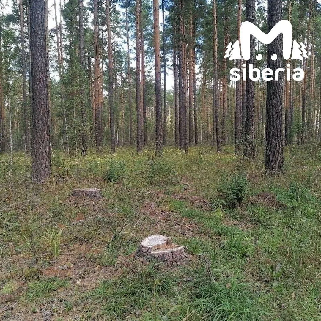 Местные жалуются на появление новой техники в бору и массовую рубку деревьев без документов; контраст с запретом на въезд вызывает возмущение и требует разъяснений.