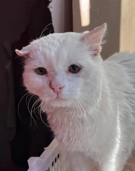 Кот по имени Матёрый, которого спасли на Байкале год назад, скончался после борьбы с тяжёлым заболеванием почек. Волонтёры приюта вспоминают его историю и тепло, которое он подарил.