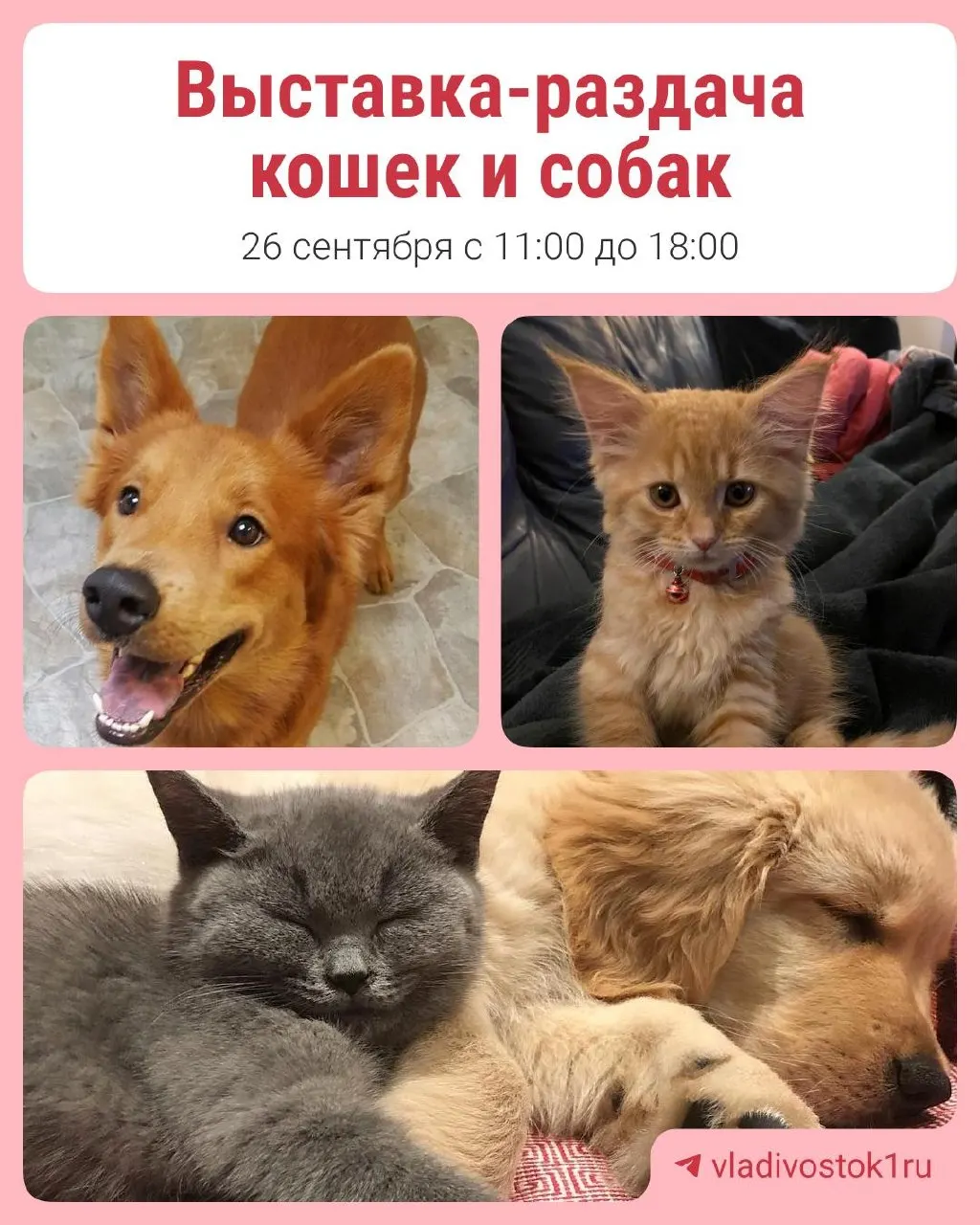 Выставка-раздача пройдёт в субботу, 26 сентября, на Фокина, 23. Гостей ждут маленькие хвостики и взрослые питомцы, которым нужен дом и заботливые люди.