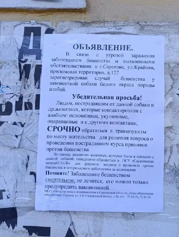 После нападения алабая на людей в Саратове власти предупреждают о риске бешенства; контактировавшим с животным рекомендуется вакцинация.