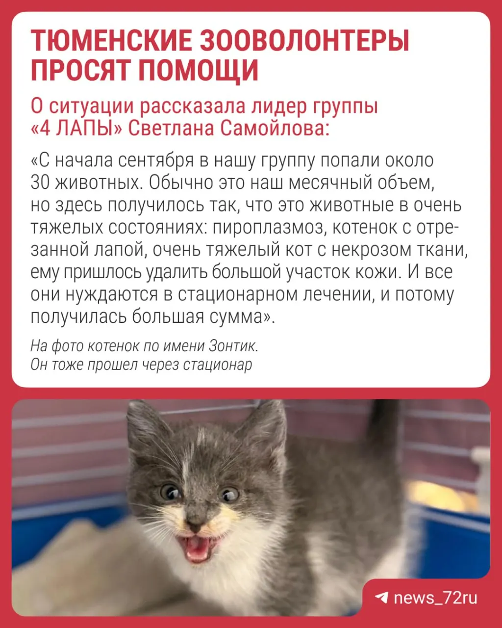 Осенью организация столкнулась с ростом расходов на лечение животных, что может повлиять на работу волонтёров и приют.