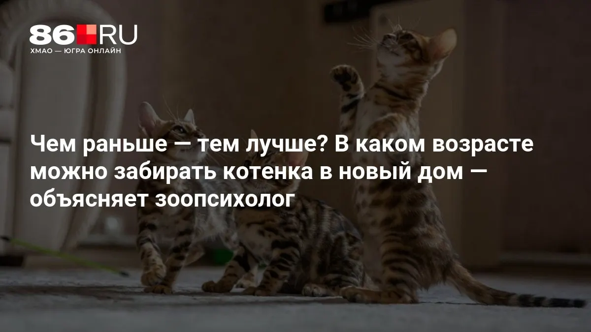 Разбираемся, в каком возрасте котята готовы к переезду и на что обратить внимание родителей, планирующих завести питомца.