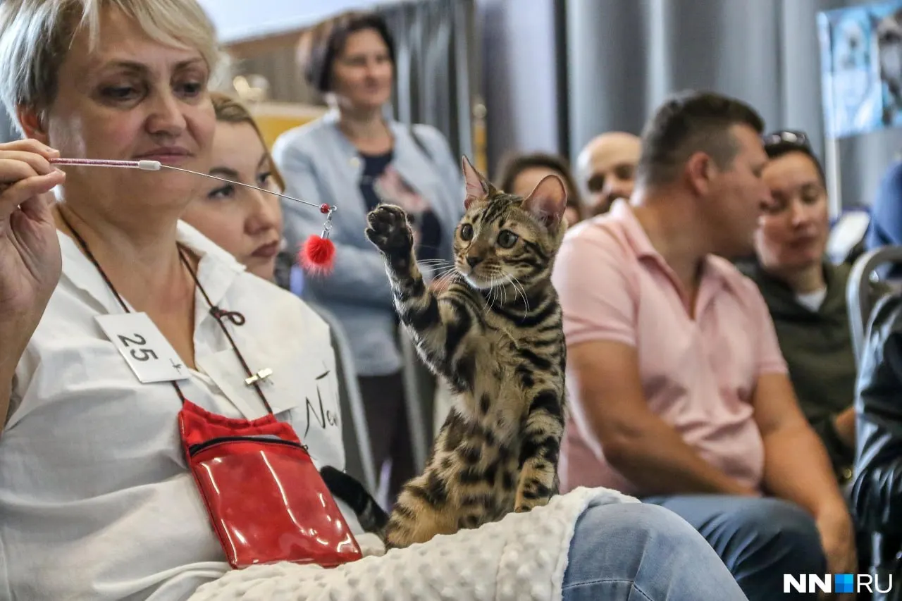 На Нижегородской ярмарке пройдут выставки собак и кошек всех пород, а также демонстрации домашних лис; билеты доступны: 400 руб. обычный, 300 руб. льготный; детям до семи лет вход бесплатный.