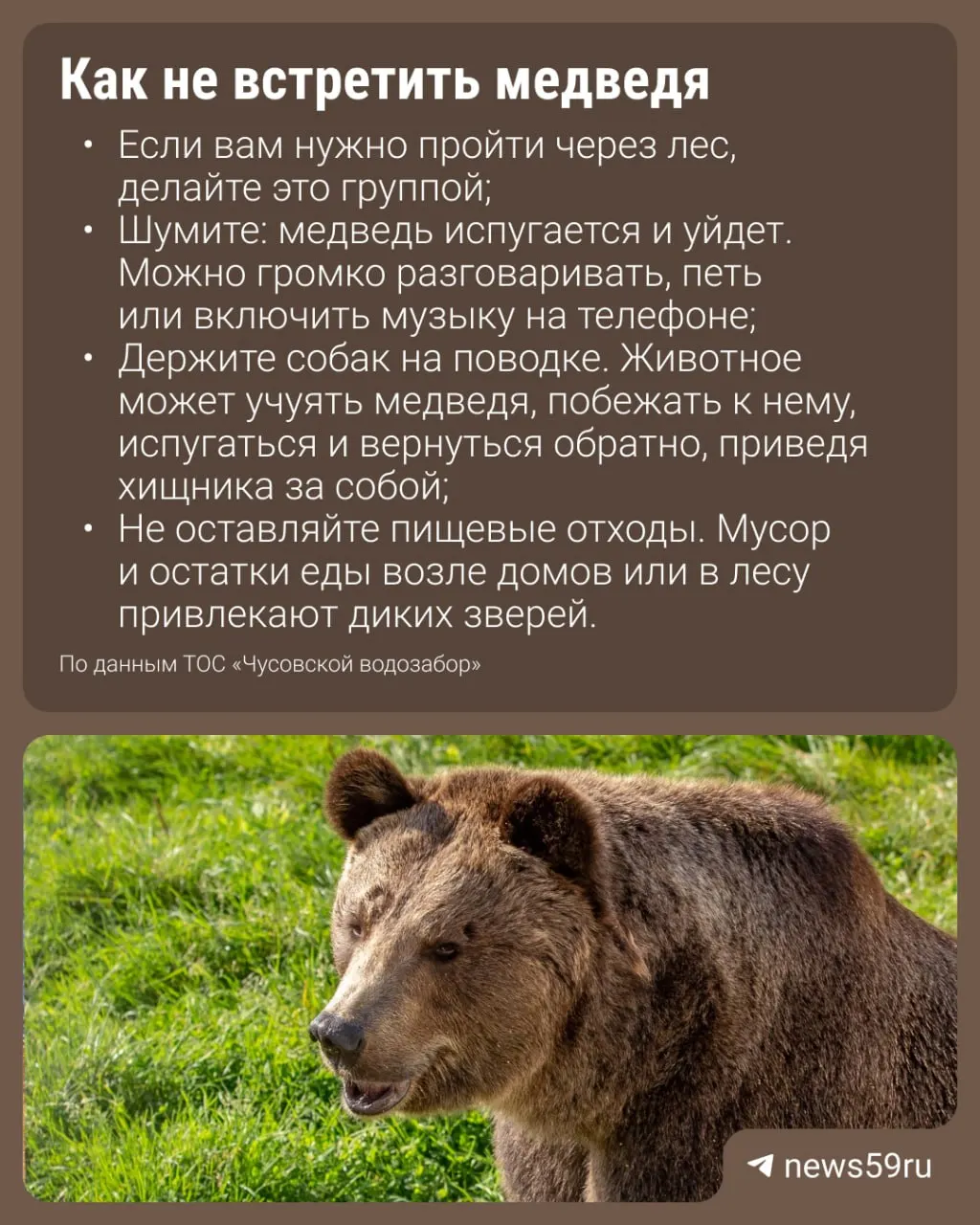На дороге возле населенного пункта заметили медведя. Жителей предупреждают об осторожности и просят не отпускать детей одних.