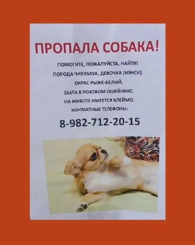 В Екатеринбурге продолжают поиски пропавшего питомца после предполагаемого похищения; владелицы обратились в полицию.