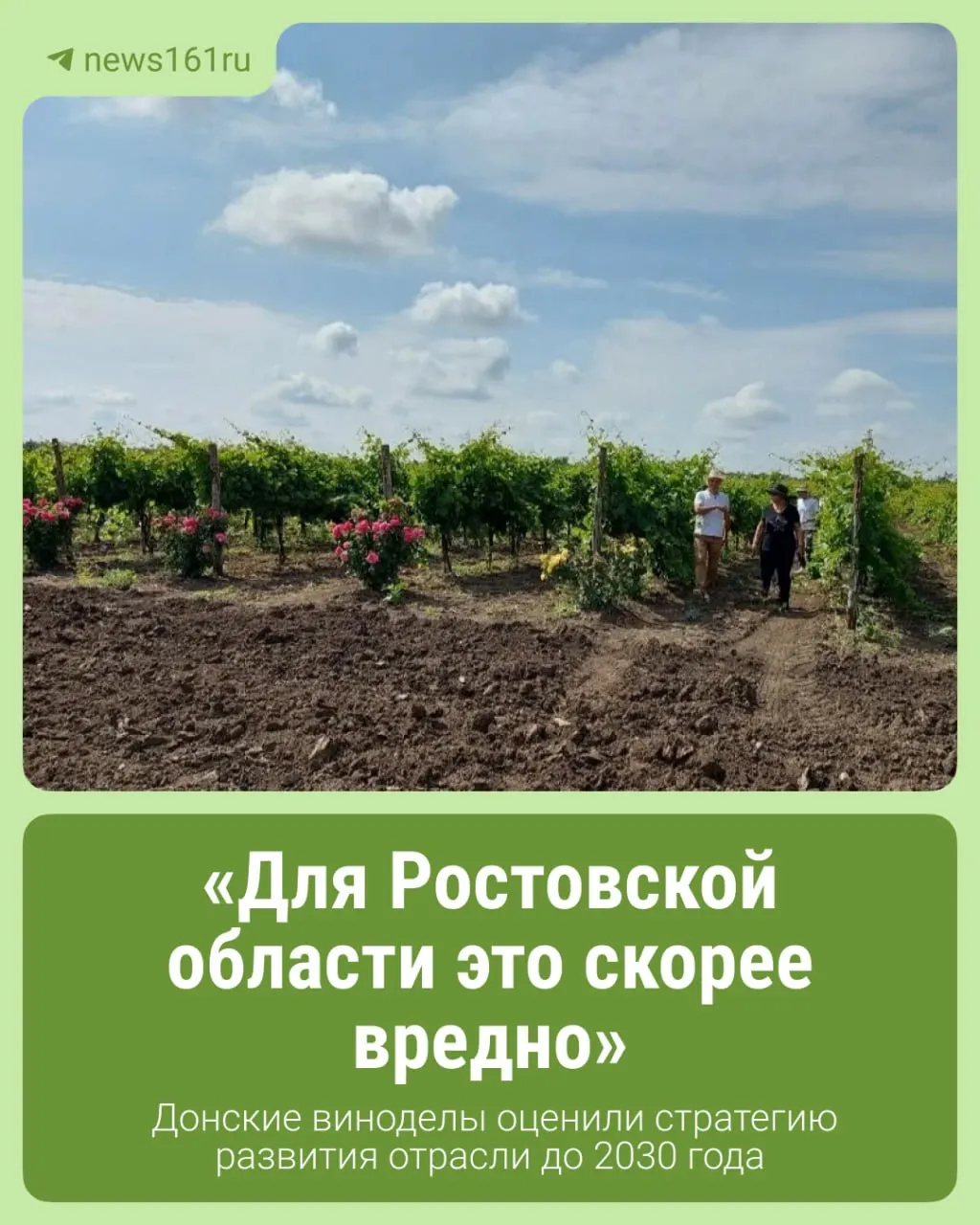 Стратегия предусматривает точное земледелие, селекцию, модернизацию производства и рост площади виноградников до примерно 2,4 тыс. га; эксперты отмечают, что документ фиксирует цели, но не дает конкретных механизмов решения.