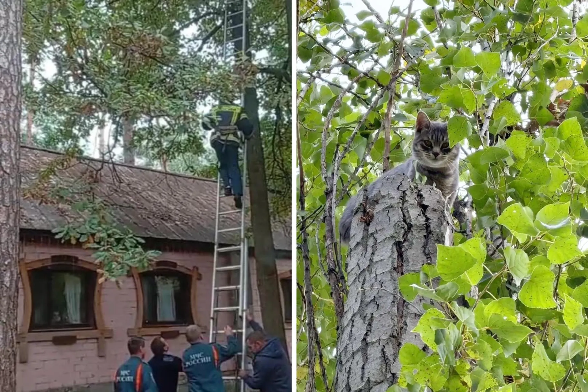 В Воронеже за сутки спасли двух котов, которые несколько дней провели на деревьях: одного сняли с высоты сотрудники спасательных служб, другого выручили горожане.