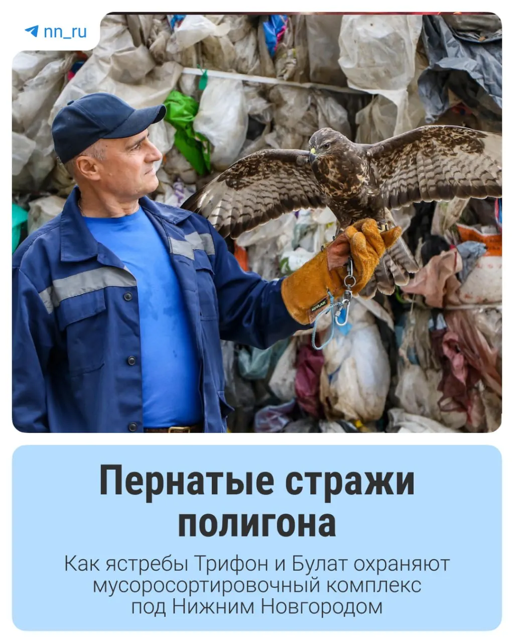 На мусорном полигоне применяют ястребов как естественный барьер против скоплений птиц, чтобы снизить риск распространения инфекций и сохранить экологию территории.