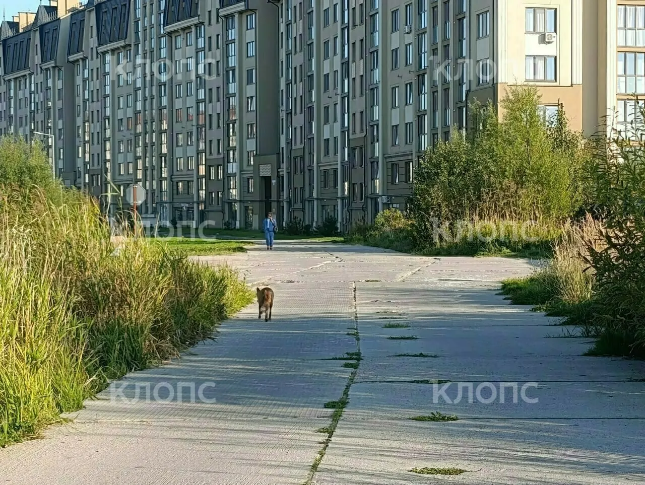 Рыжий лис разгуливал по приморскому городу, не боясь людей.