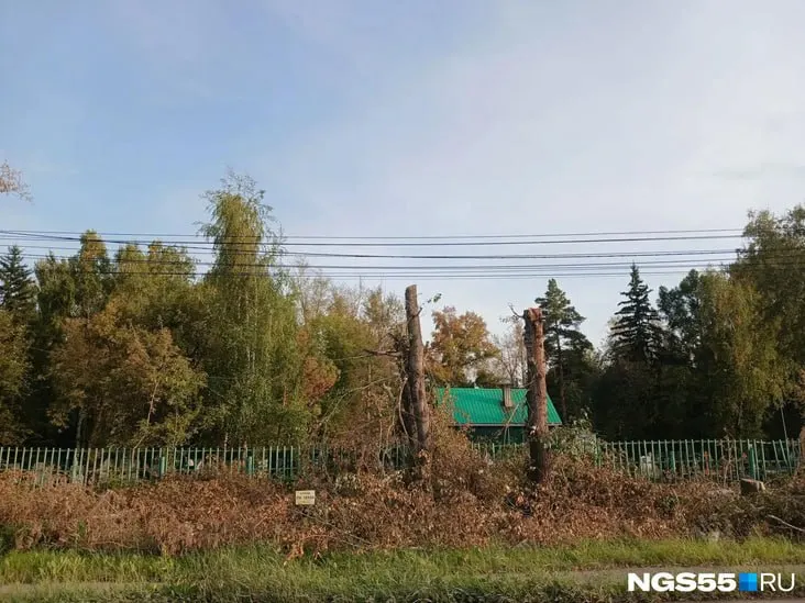 Реконструкция участка от путепровода до «Бауцентра» привела к вырубке десятков тополей возрастом свыше 30 лет вдоль дороги.