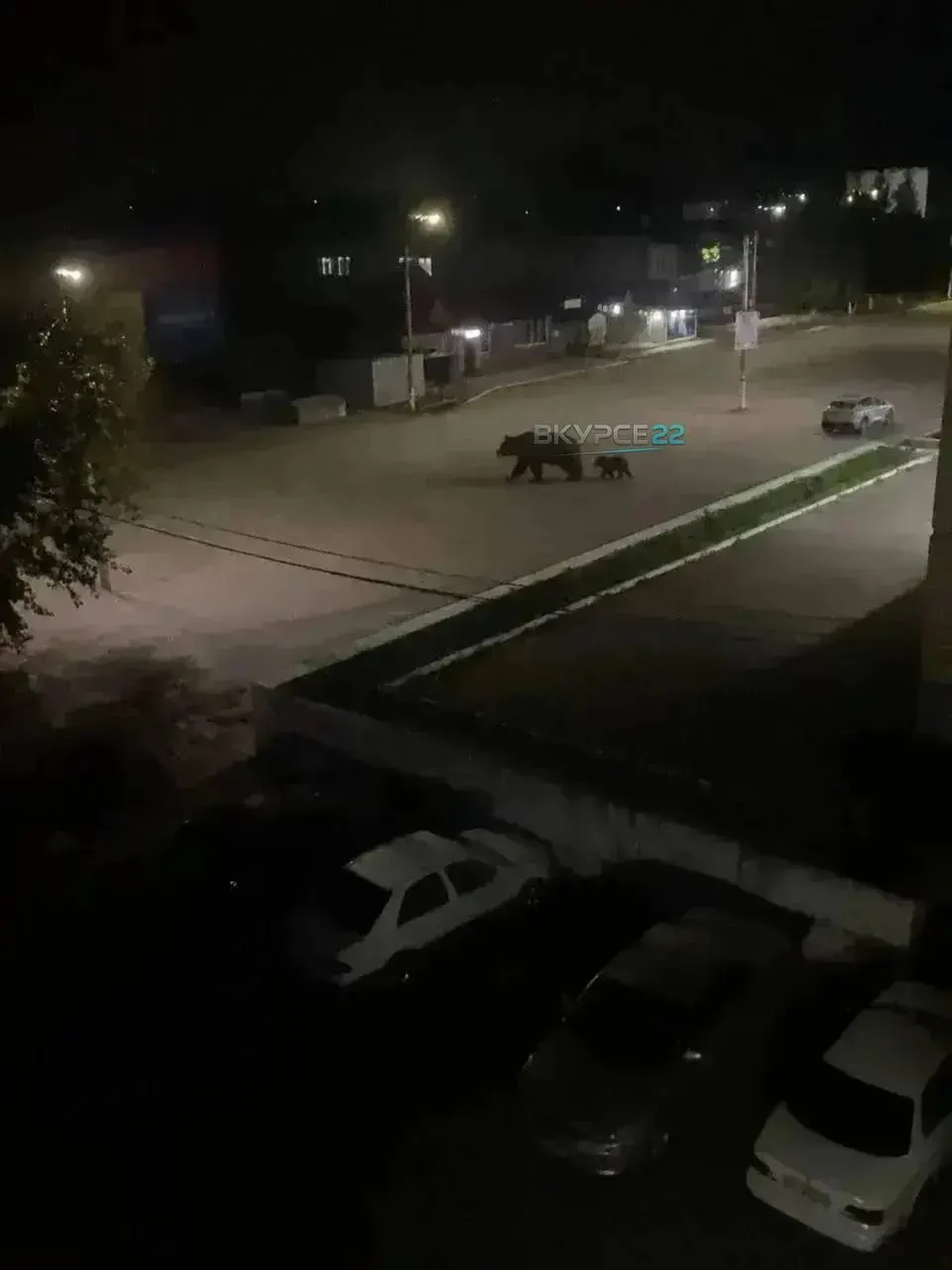 Жители сообщили о медвежонке возле вокзала и о наблюдении медведицы у ночного бара «Сова». Специалисты ищут зверей и просят горожан сохранять спокойствие.