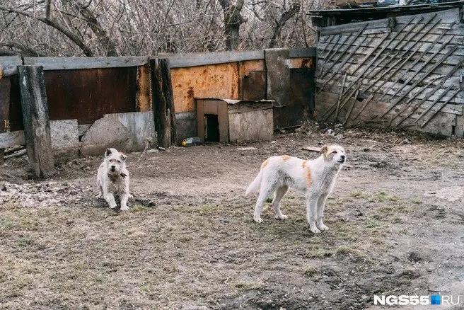 Новые очаги бешенства зафиксированы в двух районах региона; установлен карантин до 21 ноября 2026 года.
