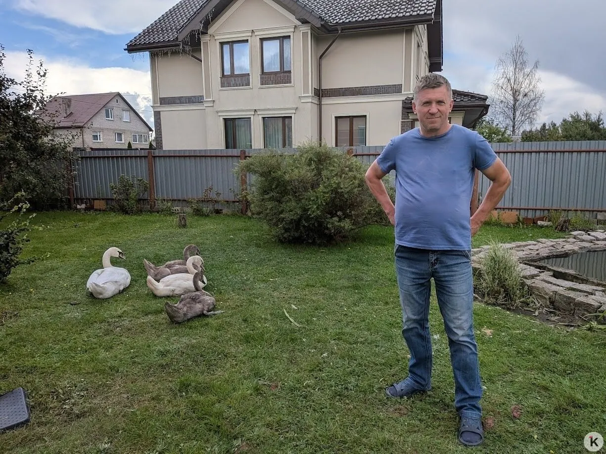 Лебединое спасение на дорогах региона: семья волонтёра приняла сирот лебедей и продолжает ухаживать за птицами и другими животными.