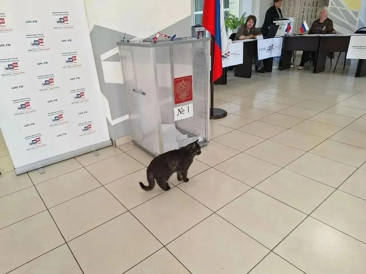 На участках люди приходят на голосование вместе с питомцами; бюллетени животным не выдаются.