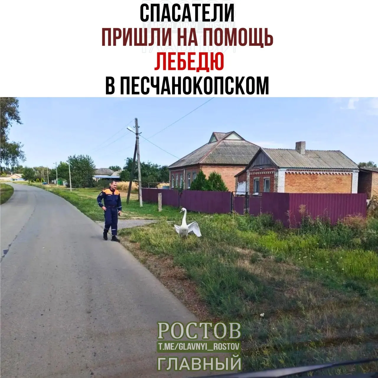 Лебедь заблудился и оказался вдали от водоема; спасатели благополучно вернули птицу к реке и её стае.