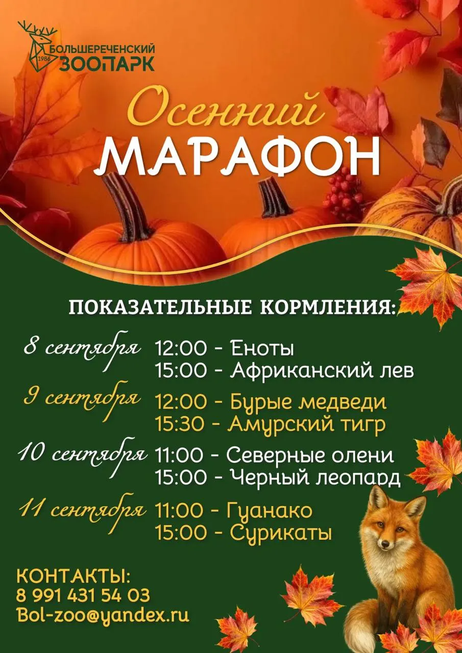 Осенний марафон кормлений животных пройдет с 8 по 11 сентября: гости увидят кормления енотов, львов, медведей и других обитателей.