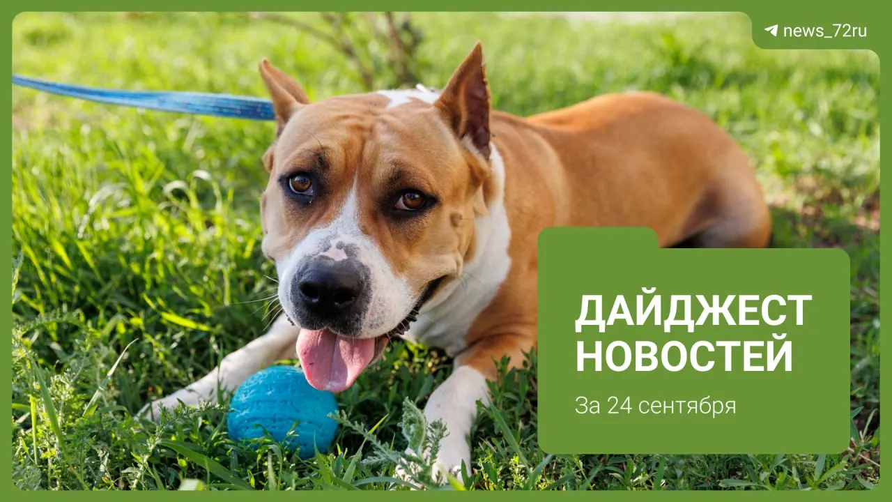 Дайджест важных событий Тюмени: смертельное ДТП, обращения по состоянию подземных переходов, косметический ремонт подъездов и обсуждение реновации в центре города, а также другие городские темы.