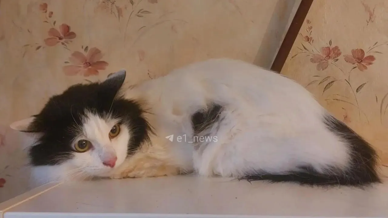 После развода кота забрал бывший муж; дочь 16 лет открыла дверь, кот исчез. Сейчас животное живёт у другой женщины, полиция проводит проверку.