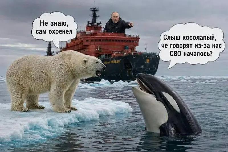 Пользователи сети размещают мемы и фотожабы, высмеивая объяснение Путина причин начала полномасштабного вторжения, используя образы косаток и белых медведей.