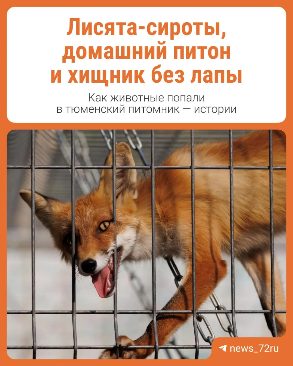 В центре для диких животных сейчас содержатся около 300 обитателей; сюда поступают звери из цирков, зоопитомников и случаи жесткого обращения людей.