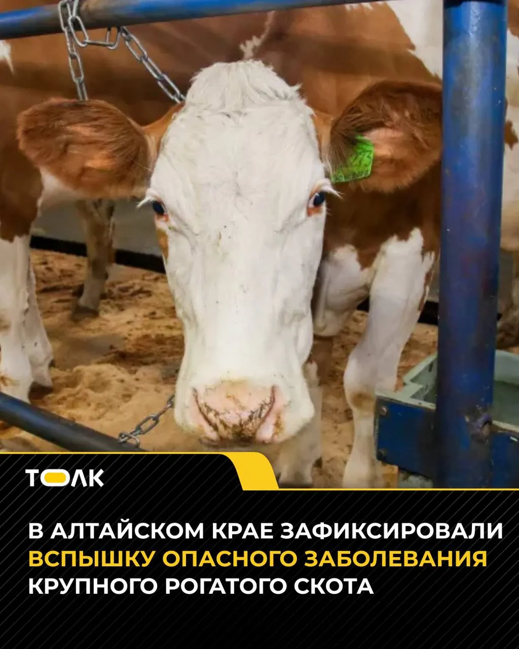 На молочной ферме ООО «Кытмановское» в Кытмановском районе введён карантин из-за лептоспироза; ограничения распространяются на хозяйство и близлежащий населённый пункт.