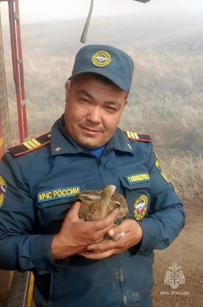 Во время тушения природного пожара возле поселка Мусин на глазах у сотрудников МЧС появился зайчонок, который не испугался и стал символом заботы местных жителей.