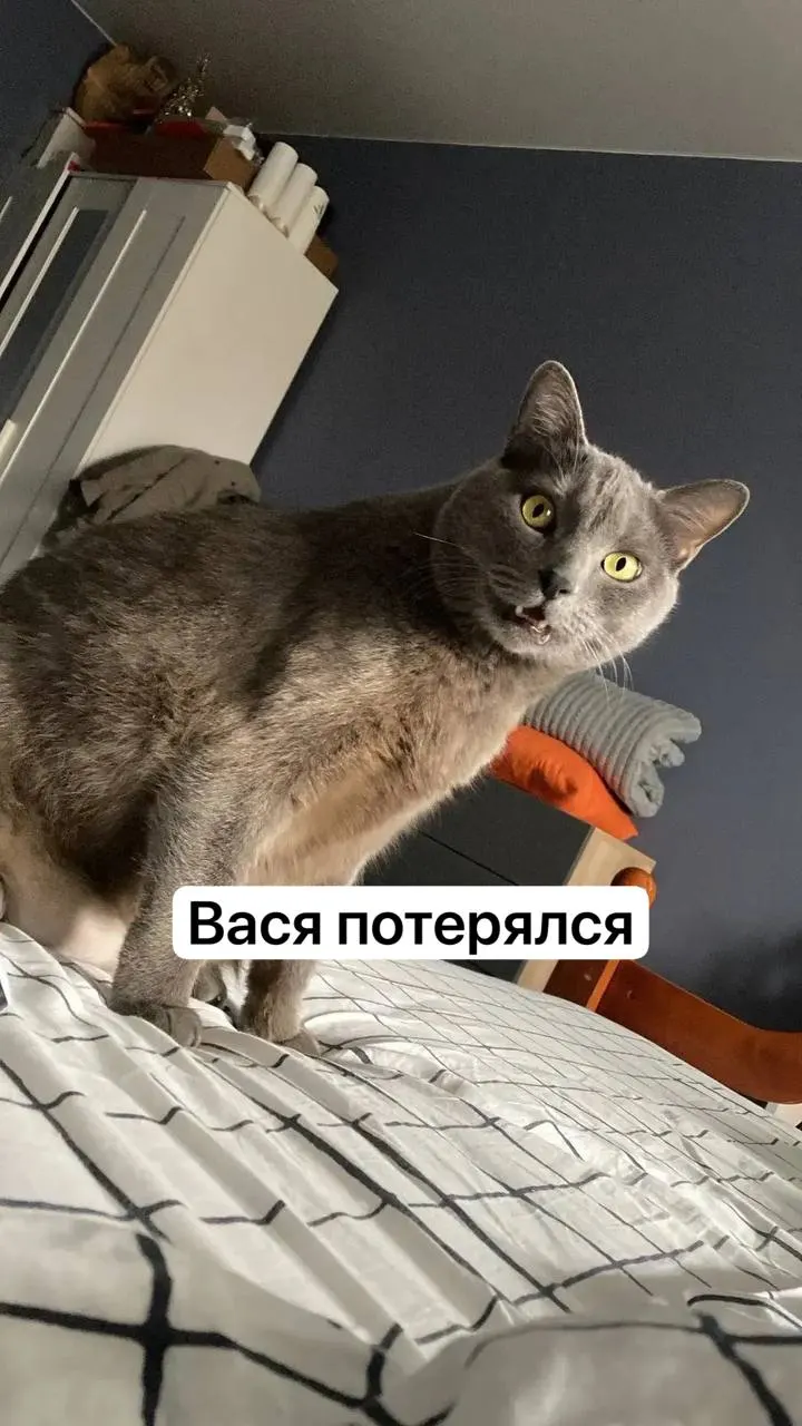 Кот Василий пропал во время подготовки рейса в Краснодарском аэропорту; ищут по территории и близлежащим районам. Сообщайте сведения по указанному номеру.