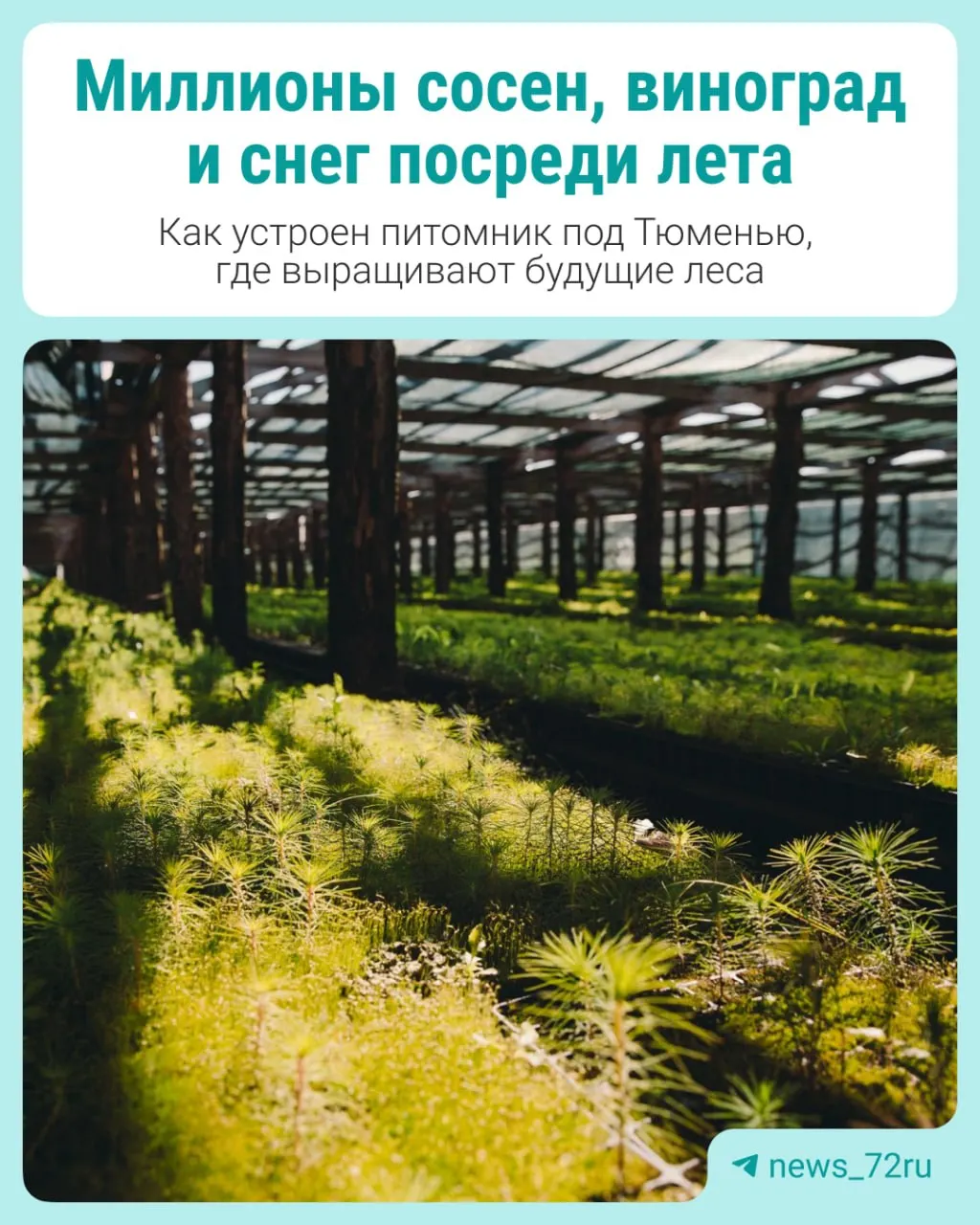 В Заводоуковском округе питомник выращивает миллионы сосен и елей из семян, рядом — виноградники и сад, чтобы восстанавливать лесной фонд региона и поддерживать сельское хозяйство.