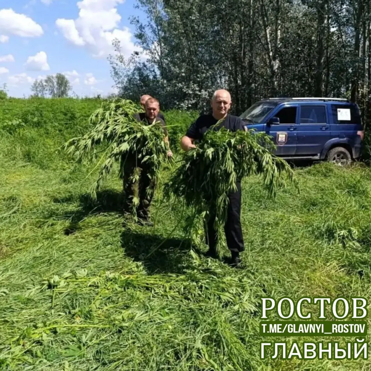 Во время рейда ликвидировано более тысячи кустов конопли; общая масса конфиската — 42 кг. В операции приняли участие сотрудники отдела контроля за оборотом наркотиков в сотрудничестве с администрацией Октябрьского района и казачьей общиной.