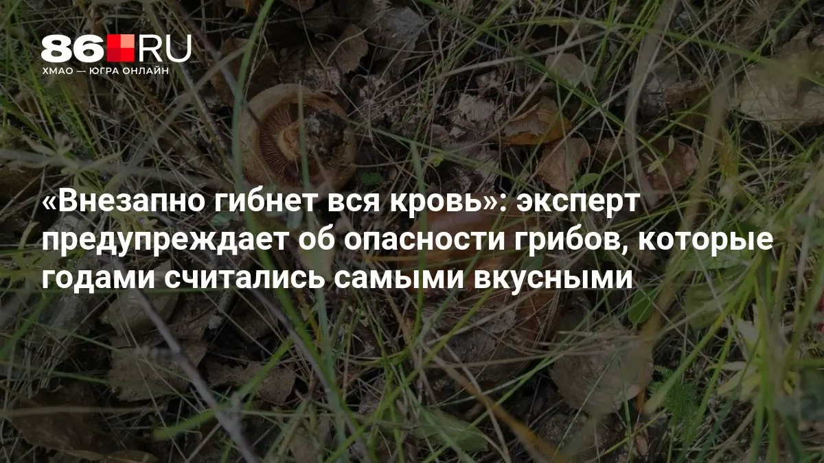 Эксперты предупреждают: некоторые виды грибов могут представлять угрозу здоровью, даже если ранее считались вкусными.