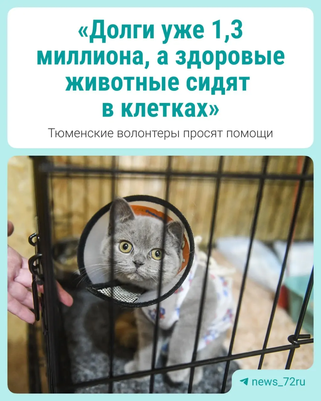 Группа волонтёров спасает кошек и собак, но долги за лечение достигли 1,3 млн рублей; нужна поддержка общественности.