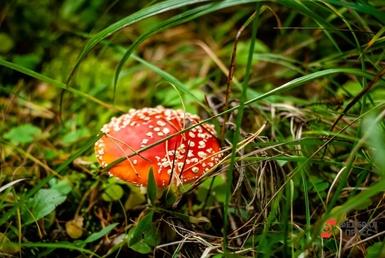56-летний мужчина поступил в реанимацию после решения лечиться от алкоголизма грибами. Медики стабилизировали состояние, врачи предупреждают об опасности токсинов мухоморов.
