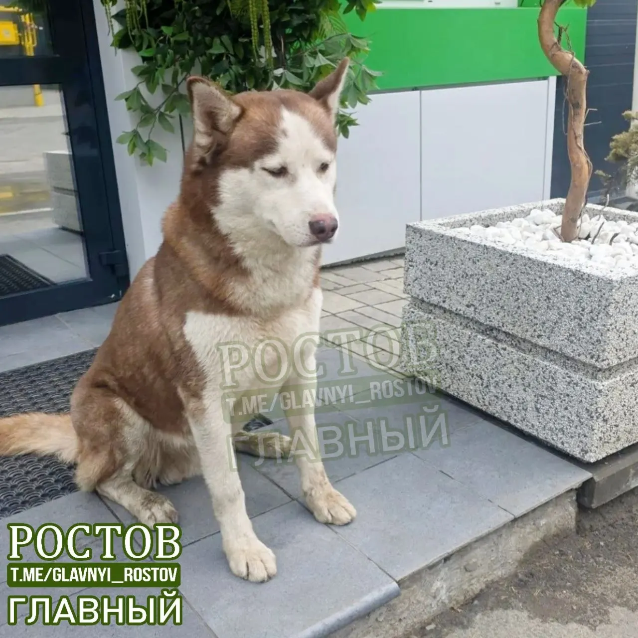 Собака обнаружена на территории предприятия в Орске. Просим помочь найти владельца и обеспечить уход за животным.