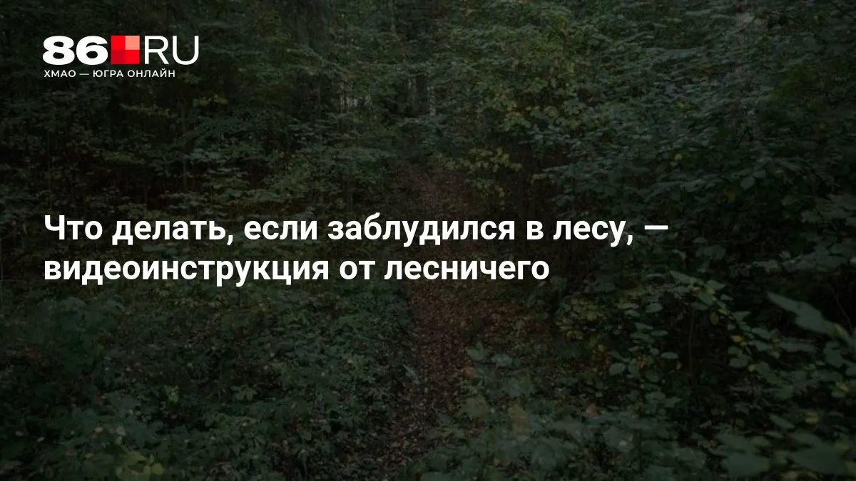 Пошаговый набор действий, который поможет сохранить безопасность в лесу.