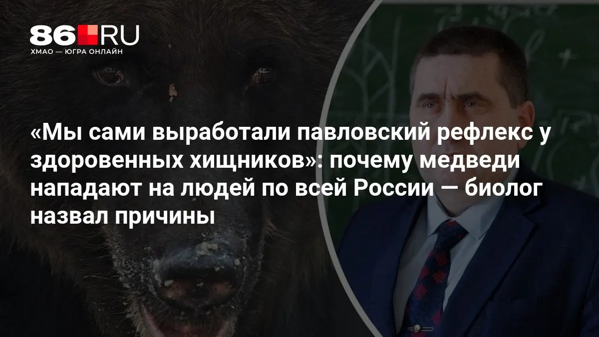 Учёный объясняет, как поведение людей провоцирует встречи с медведями и что лежит в основе нападений.