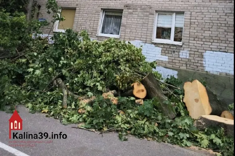 Жильцы дома по адресу Горького, 30–36 требуют разъяснений после вырубки здорового клёна, который десятилетиями защищал двор от жары, пыли и шума.