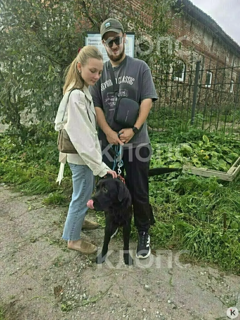 Пёс, проживший в приюте месяц, нашёл любящие руки и теперь живёт в надёжной семье. Животное полностью восстановилось после забот хозяев и готово к новой жизни.