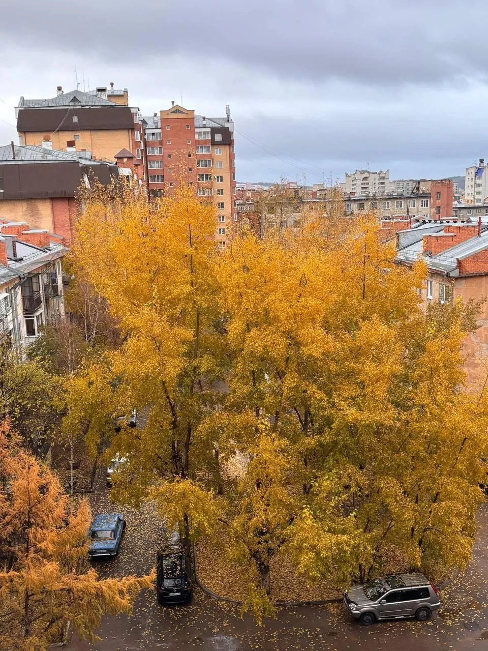 Жительница одного двора пожаловалась на агрессивную обрезку деревьев, превративших часть зелени в пни, и запросила комментарии у городской администрации.