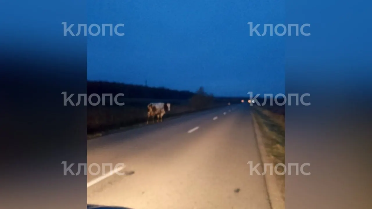 На участке дороги под Калининградской областью коровы вышли на дорогу; водитель сумел уйти от столкновения. Местные власти ищут решение проблемы.