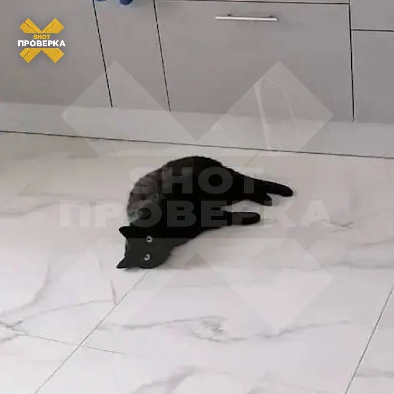 Стоимость услуг оказания ветеринарной помощи оказалась известна только после оказания, клиника утверждает, что врачи работают как ИП, а сервис не несет ответственности за цены.