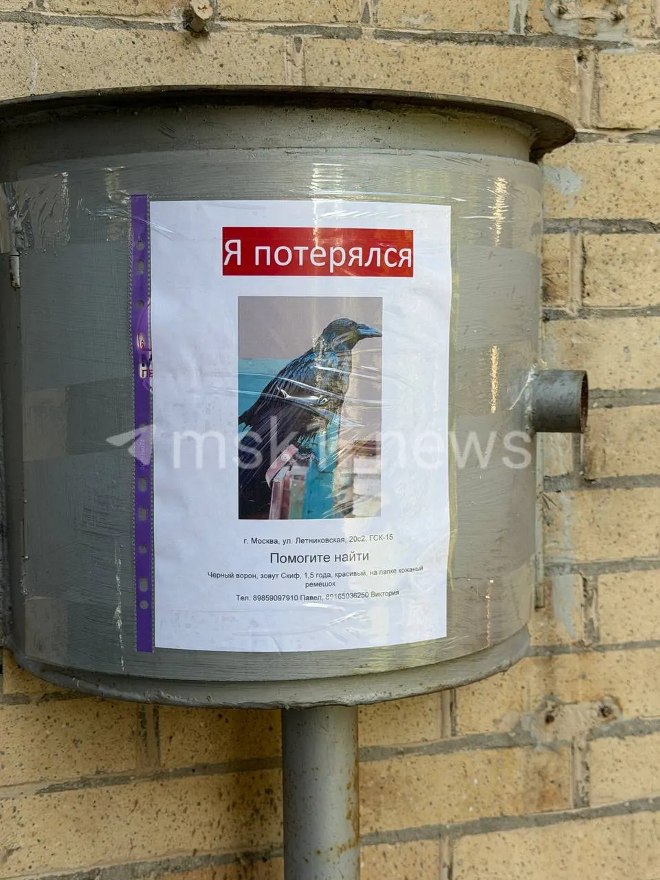 Хозяин ищет пропавшего ворона, который исчез во время прогулки и мог улететь в неизвестном направлении.