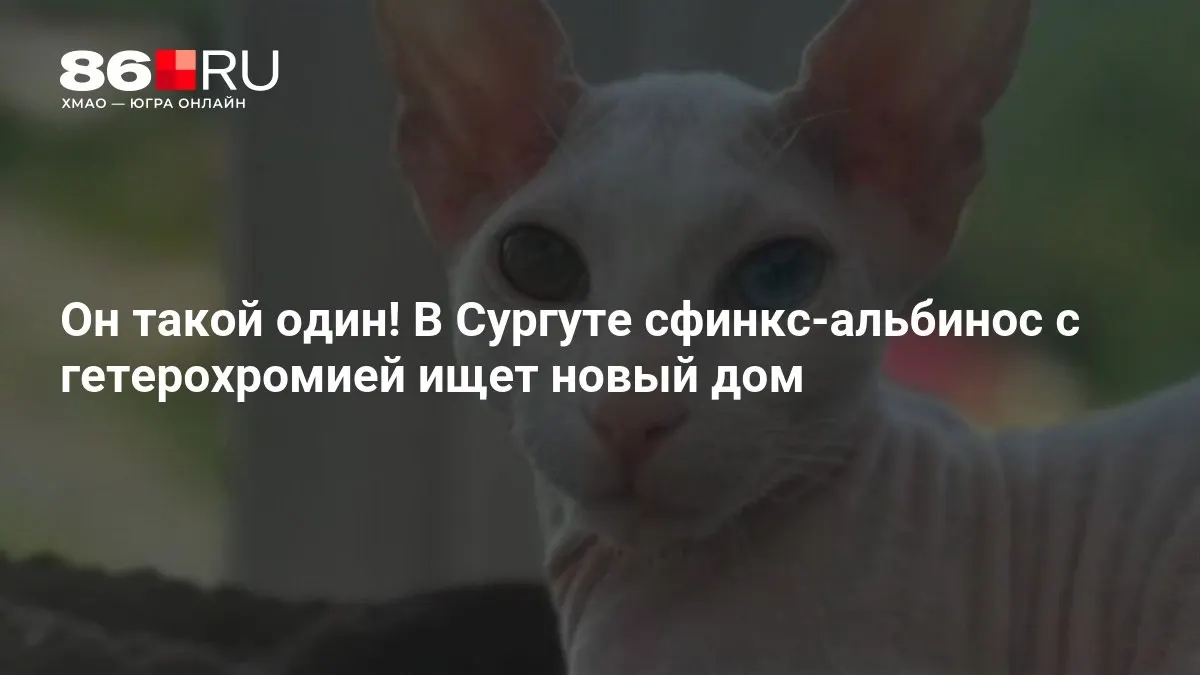 Редкий кот сфинкс-альбинос с глухотой ищет любящую семью. История терпения и заботы о животных.
